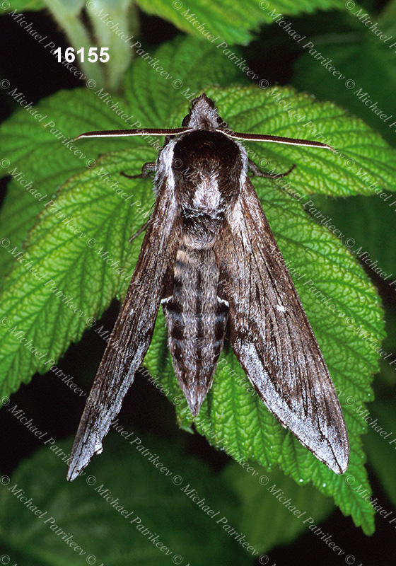 Northern Apple Sphinx (Sphinx poecila)